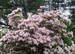 Mountain-Laurel